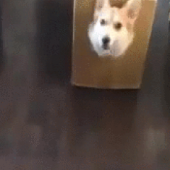 Αστείο gif με σκυλάκι που τρέχει μέσα σε κουτί